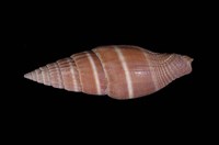 藏品(黑筆螺)的圖片